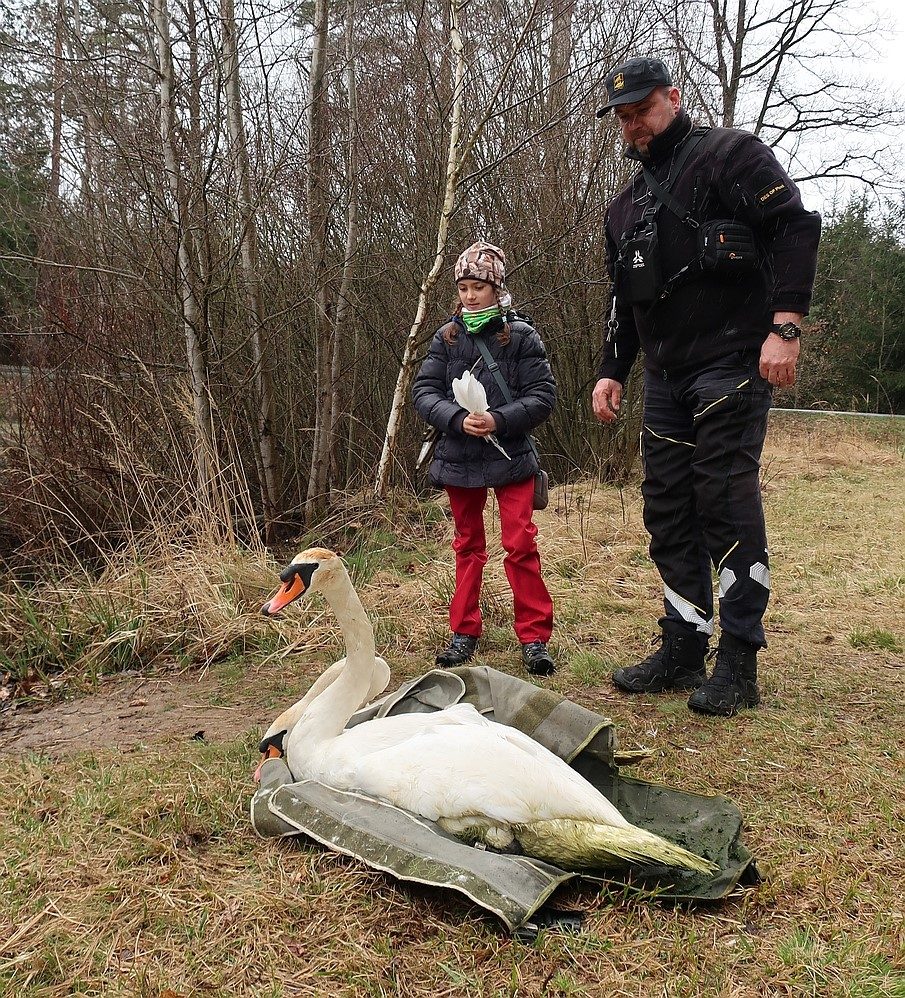 FOTOGALERIE: Odchyt nebezpečného labuťáka a jeho partnerky