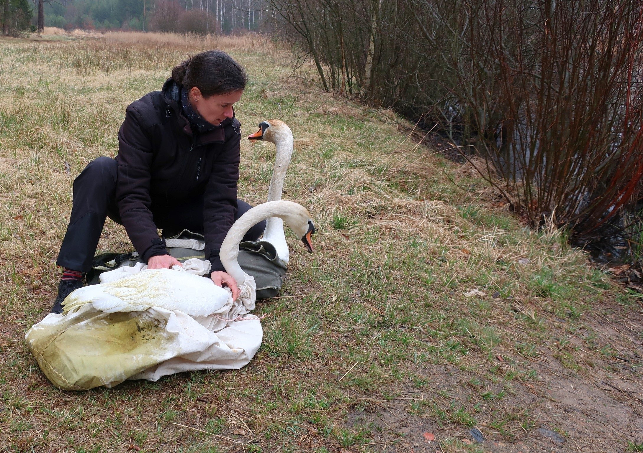 FOTOGALERIE: Odchyt nebezpečného labuťáka a jeho partnerky