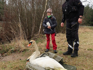 FOTOGALERIE: Odchyt nebezpečného labuťáka a jeho partnerky