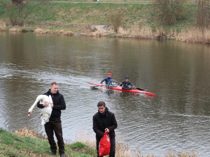 FOTOGALERIE: Odchyt nebezpečného labuťáka a jeho partnerky