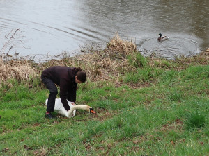 FOTOGALERIE: Odchyt nebezpečného labuťáka a jeho partnerky