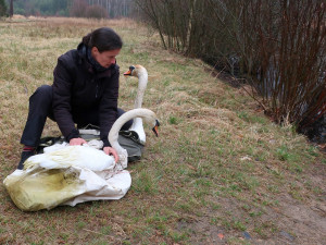 FOTOGALERIE: Odchyt nebezpečného labuťáka a jeho partnerky