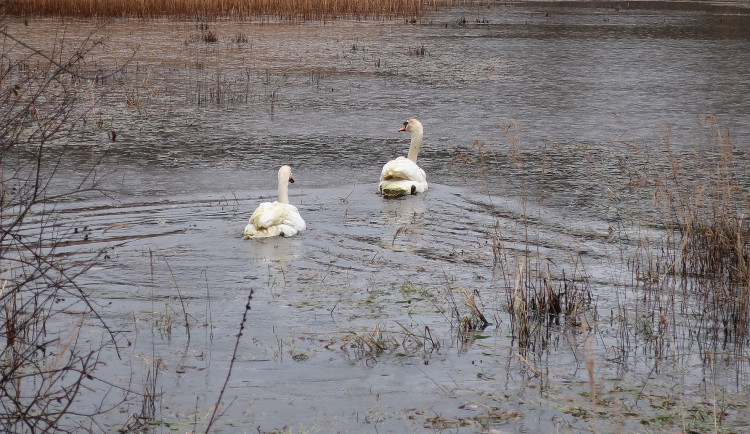 FOTOGALERIE: Odchyt nebezpečného labuťáka a jeho partnerky