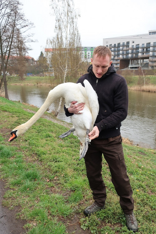 FOTOGALERIE: Odchyt nebezpečného labuťáka a jeho partnerky