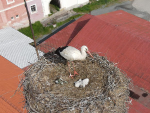 FOTOGALERIE: Záchrana čapích mláďat