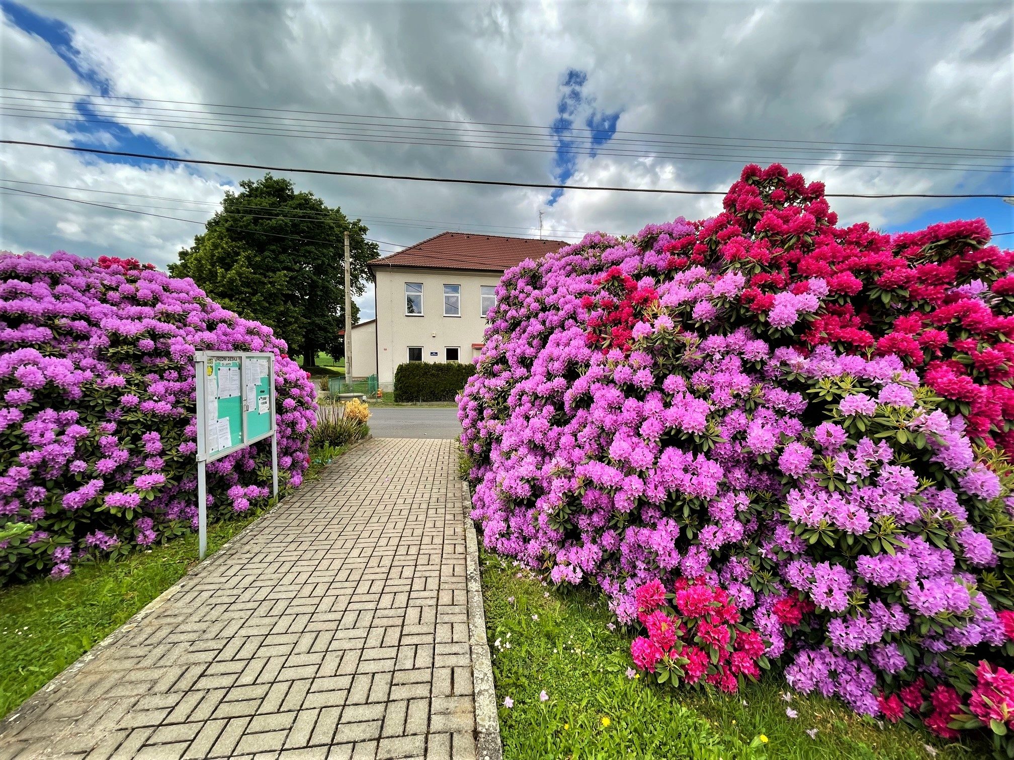 FOTOGALERIE: Vykvetly rododendrony v Jarově i v pivovaru