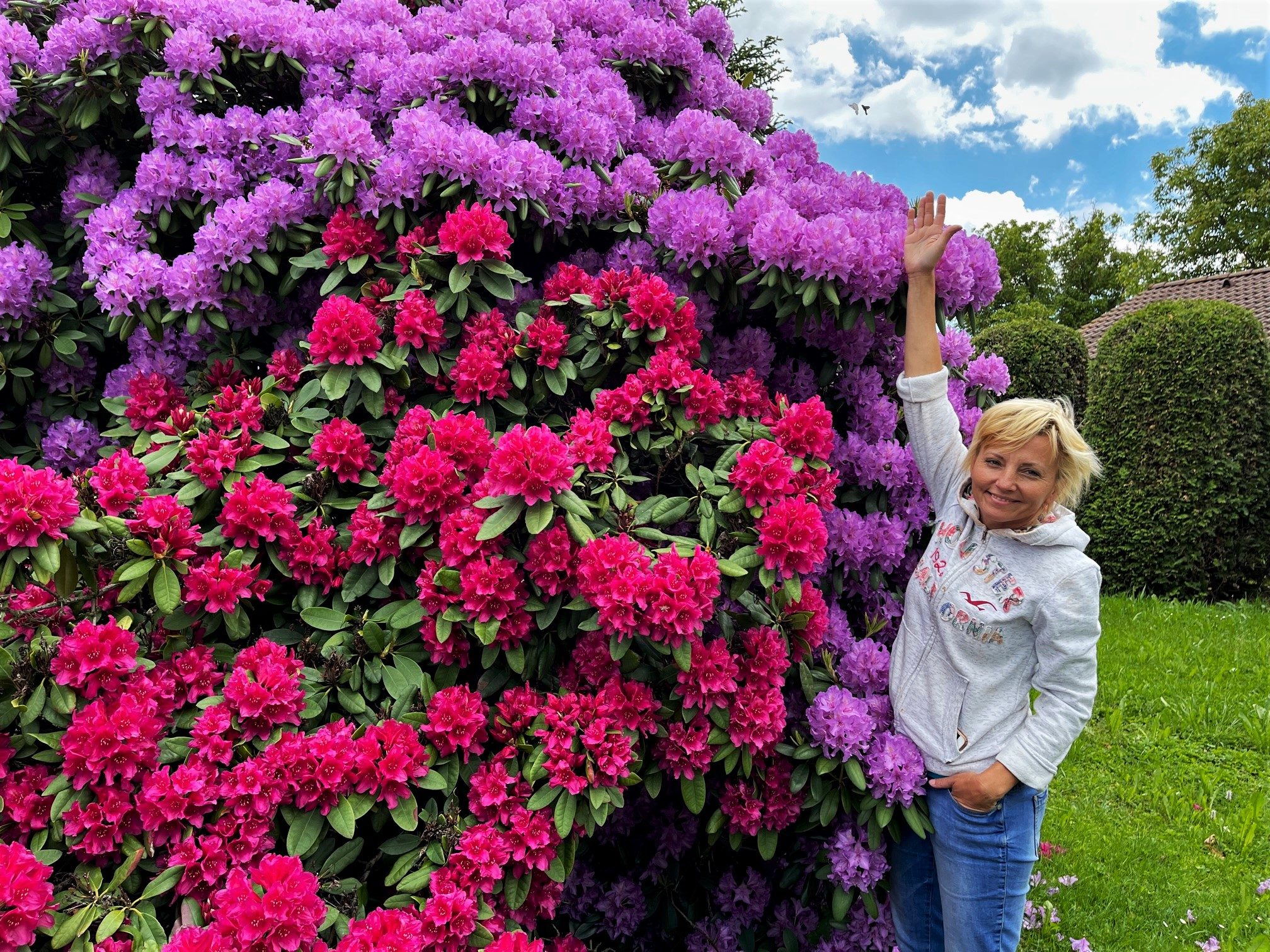 FOTOGALERIE: Vykvetly rododendrony v Jarově i v pivovaru