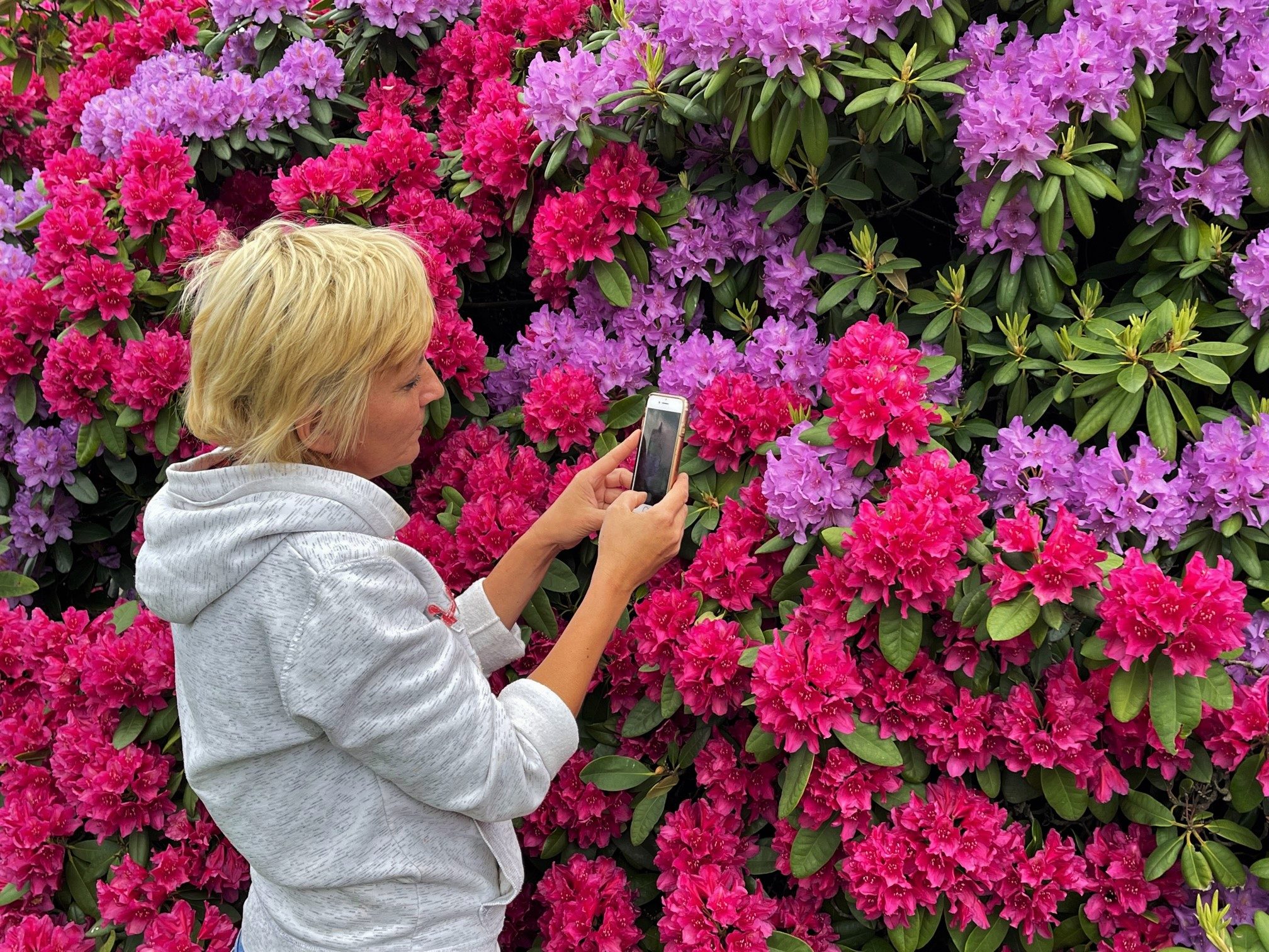 FOTOGALERIE: Vykvetly rododendrony v Jarově i v pivovaru