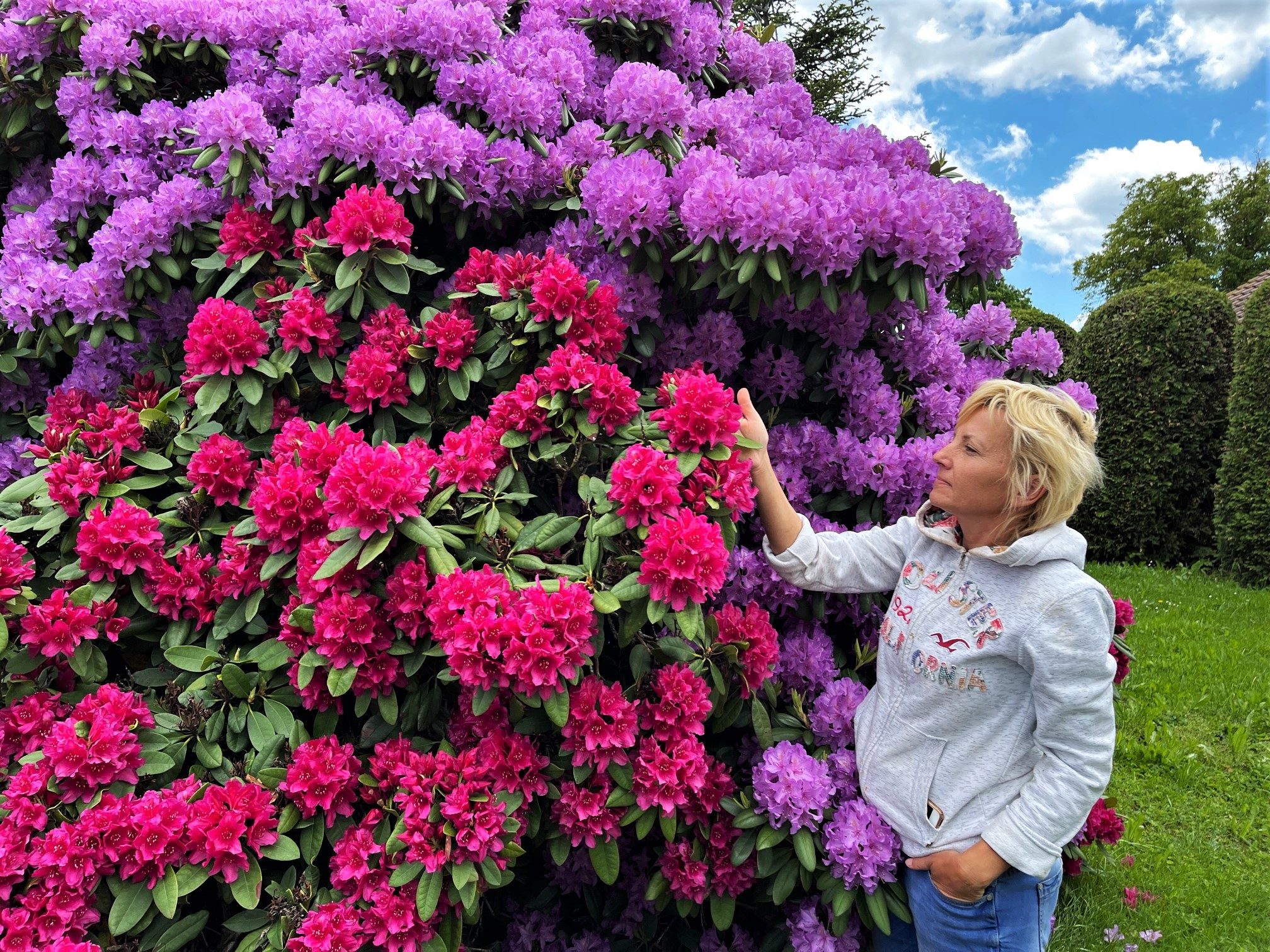 FOTOGALERIE: Vykvetly rododendrony v Jarově i v pivovaru