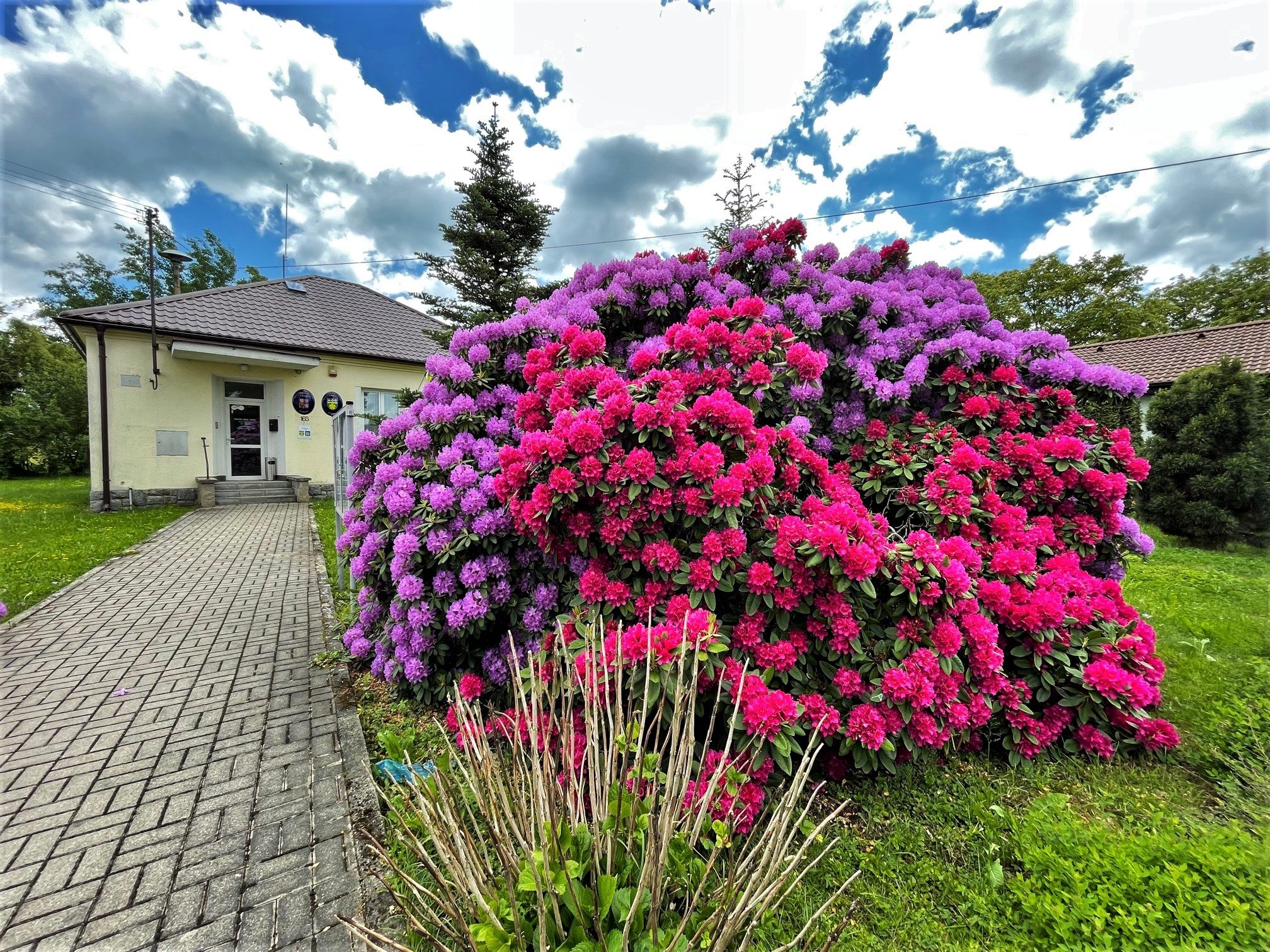 FOTOGALERIE: Vykvetly rododendrony v Jarově i v pivovaru