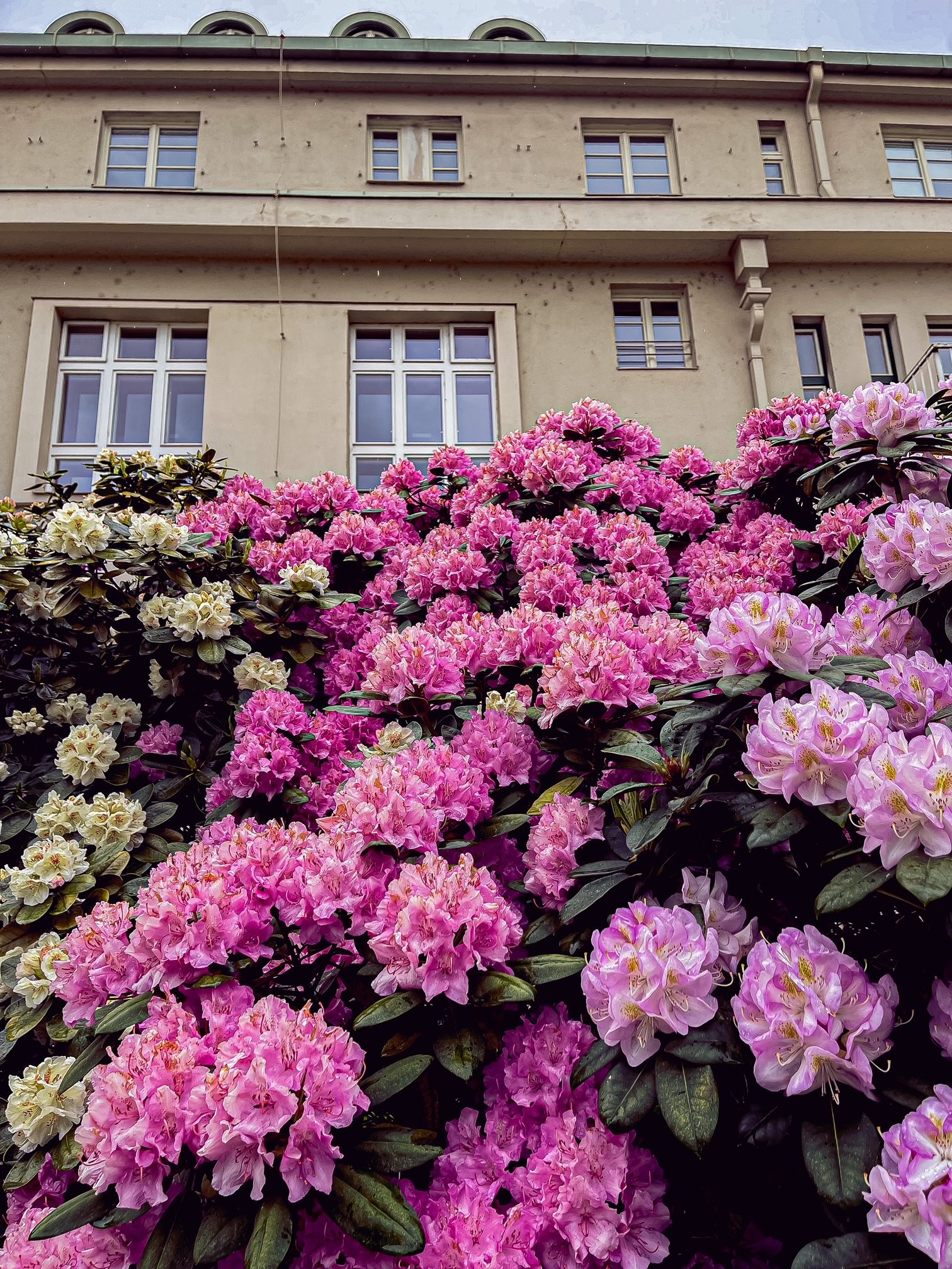 FOTOGALERIE: Vykvetly rododendrony v Jarově i v pivovaru