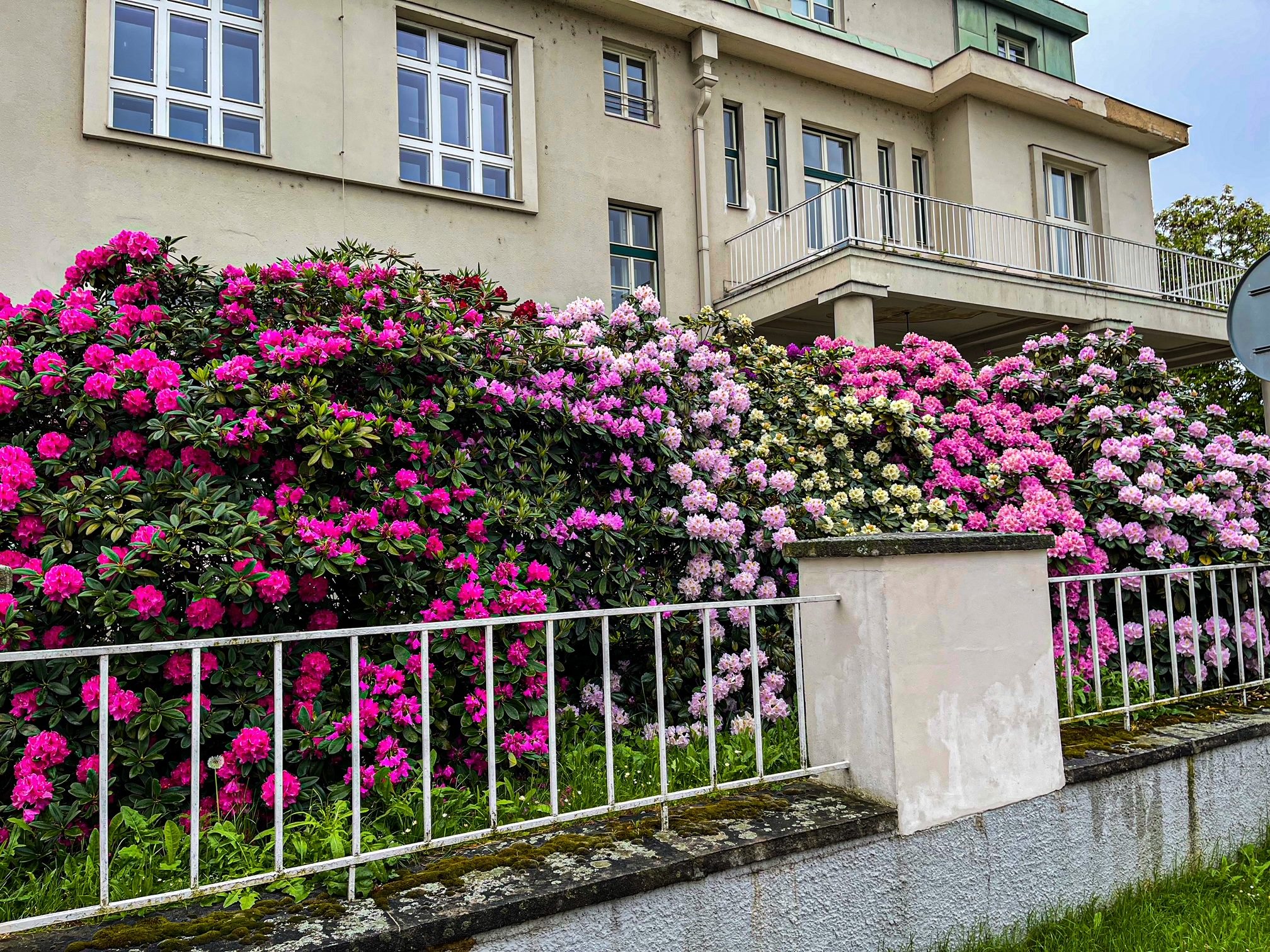 FOTOGALERIE: Vykvetly rododendrony v Jarově i v pivovaru
