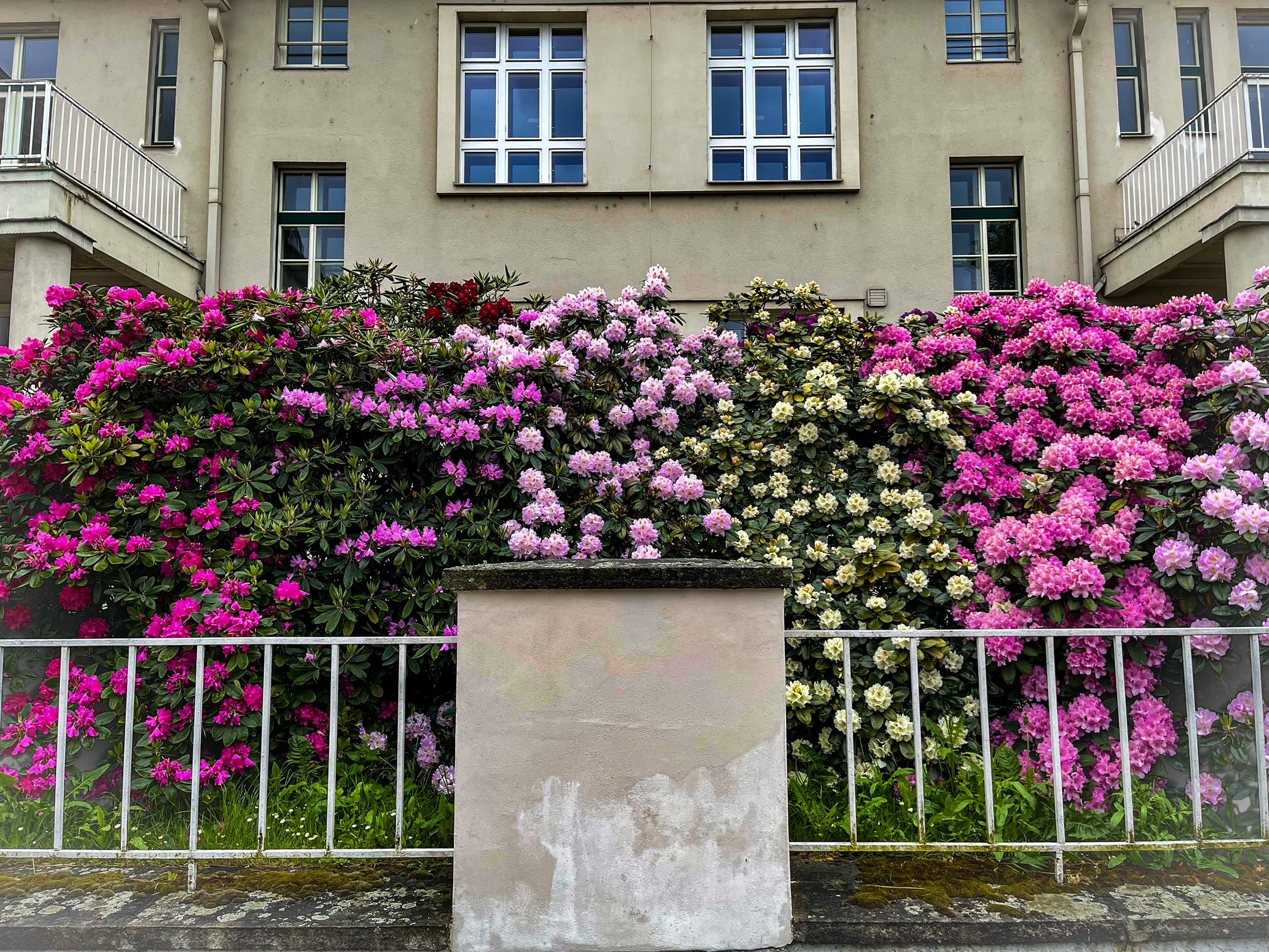 FOTOGALERIE: Vykvetly rododendrony v Jarově i v pivovaru