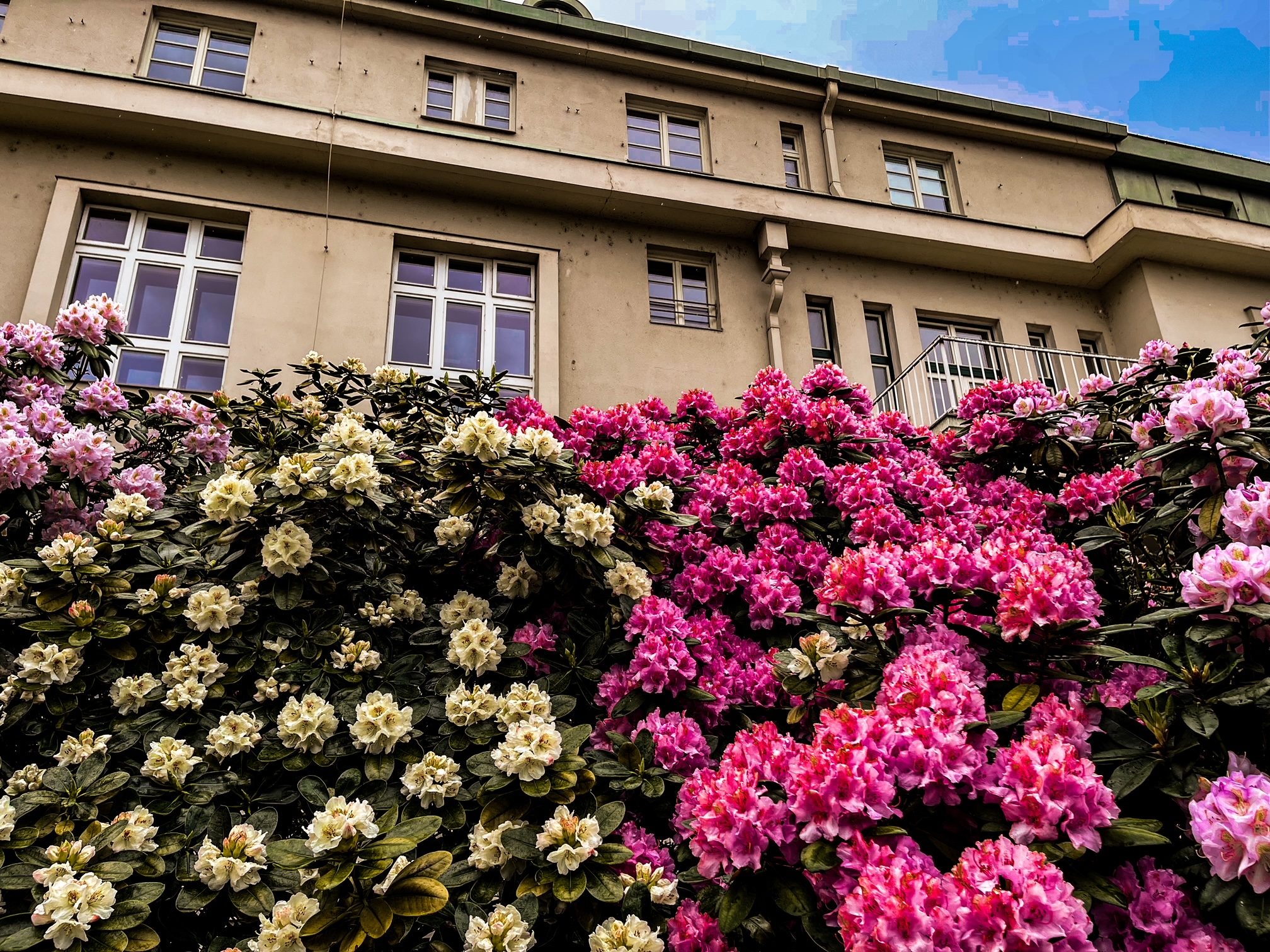 FOTOGALERIE: Vykvetly rododendrony v Jarově i v pivovaru