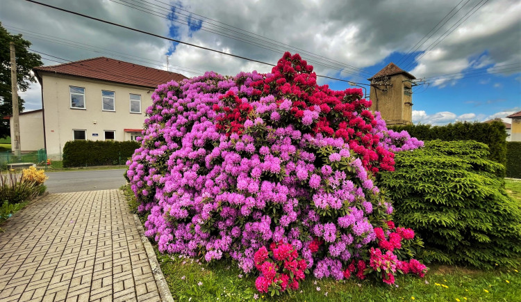 FOTOGALERIE: Vykvetly rododendrony v Jarově i v plzeňském pivovaru