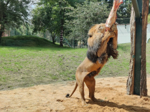 Foto: Plzeňská Drbna