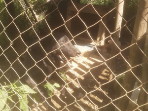 FOTOGALERIE: Kauza Nemanice