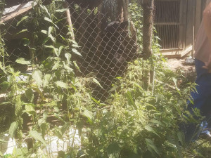 FOTOGALERIE: Kauza Nemanice