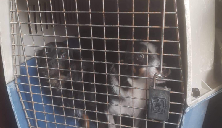 FOTOGALERIE: Kauza Nemanice