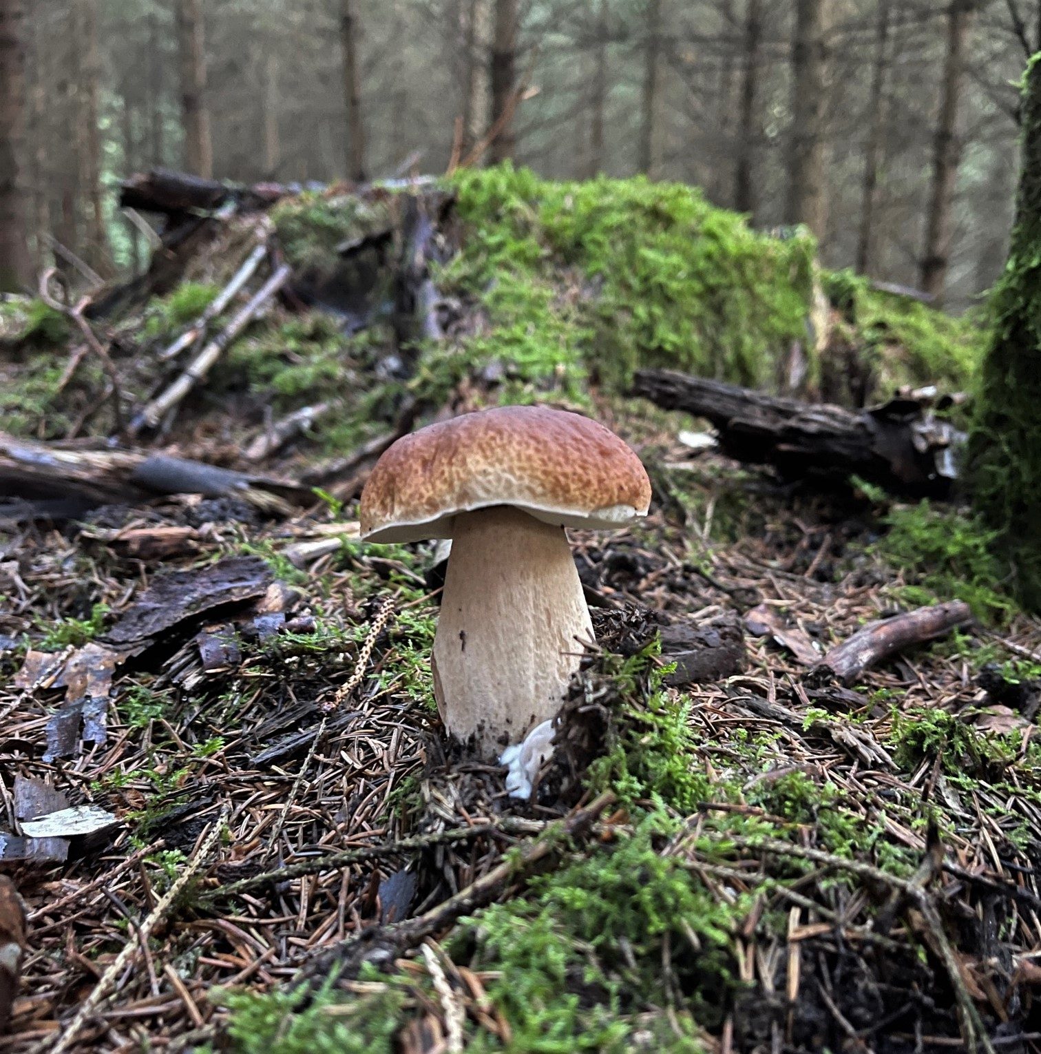 FOTOGALERIE: Redaktor Plzeňské Drbny na houbách