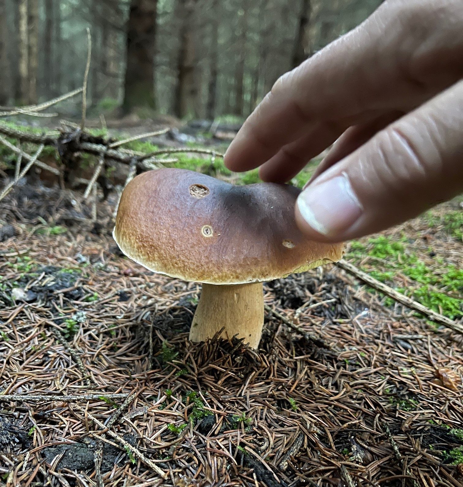 FOTOGALERIE: Redaktor Plzeňské Drbny na houbách