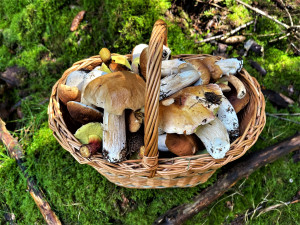 FOTOGALERIE: Redaktor Plzeňské Drbny na houbách