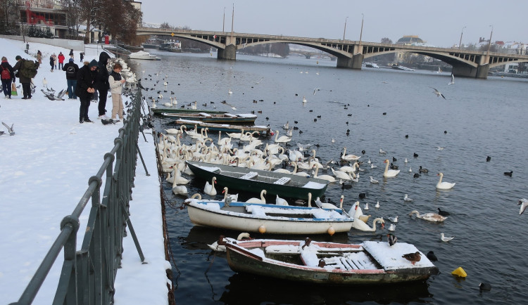 FOTOGALERIE: Monitoring vodního ptactva na Vltavě v Praze