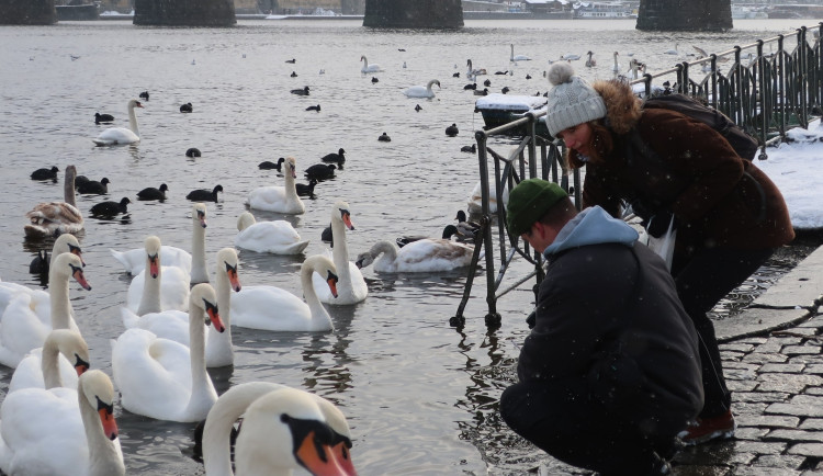 FOTOGALERIE: Monitoring vodního ptactva na Vltavě v Praze