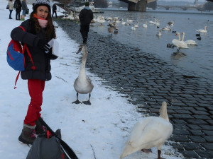FOTOGALERIE: Monitoring vodního ptactva na Vltavě v Praze