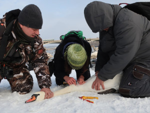 FOTOGALERIE: Monitoring vodního ptactva na Vltavě v Praze