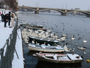 FOTOGALERIE: Monitoring vodního ptactva na Vltavě v Praze