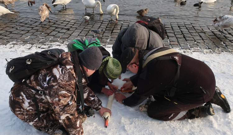 FOTOGALERIE: Monitoring vodního ptactva na Vltavě v Praze