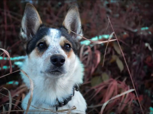 FOTOGALERIE: Záchrana fenky Kiry