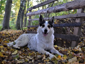 FOTOGALERIE: Záchrana fenky Kiry