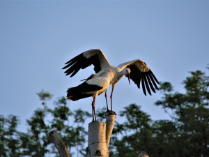 FOTOGALERIE: Radovánky čápů bílých