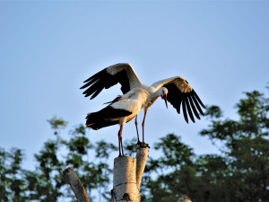 FOTOGALERIE: Radovánky čápů bílých