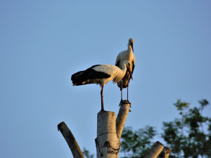 FOTOGALERIE: Radovánky čápů bílých
