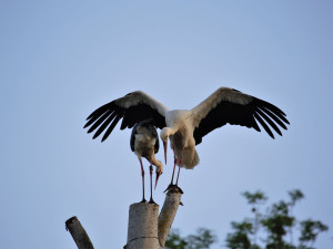 FOTOGALERIE: Radovánky čápů bílých