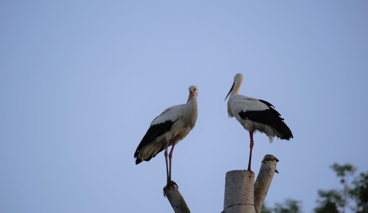 FOTOGALERIE: Radovánky čápů bílých