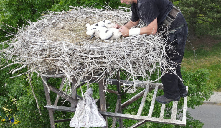 FOTOGALERIE: Kontrola čapích hnízd a kroužkování mláďat