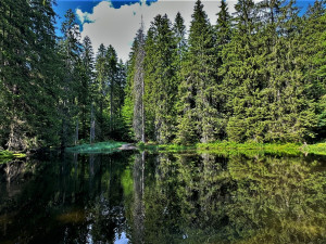 Plavební nádrž pod pralesem