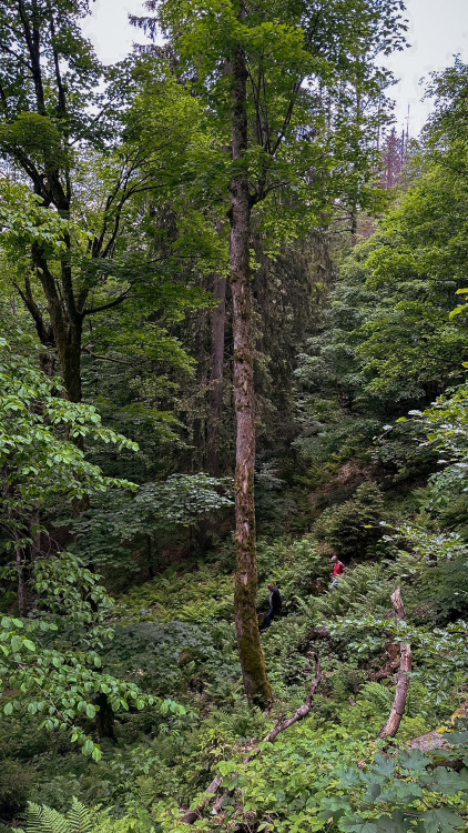Cesta pralesem