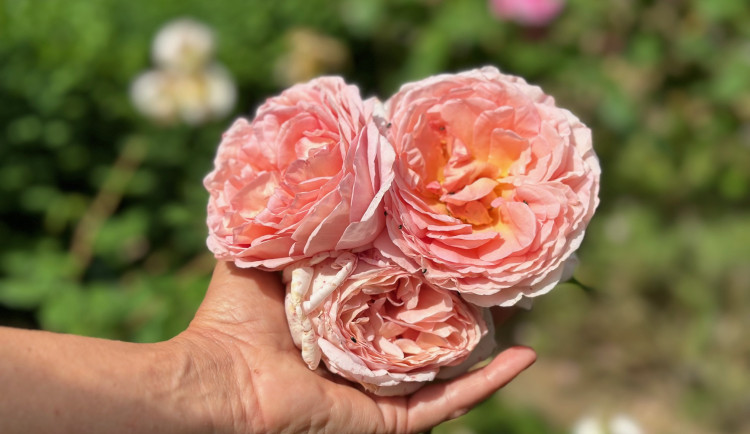FOTOGALERIE: Růžová zahrada na zámku Nebílovy
