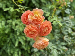 FOTOGALERIE: Růžová zahrada na zámku Nebílovy