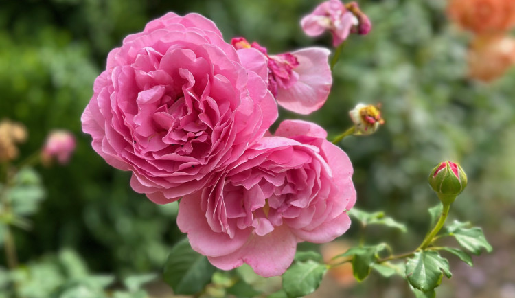 FOTOGALERIE: Růžová zahrada na zámku Nebílovy