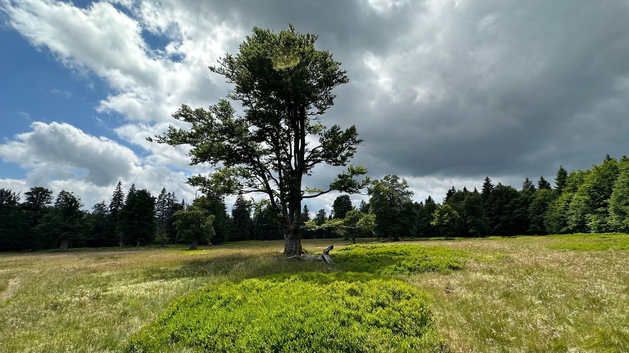Kohlschachten