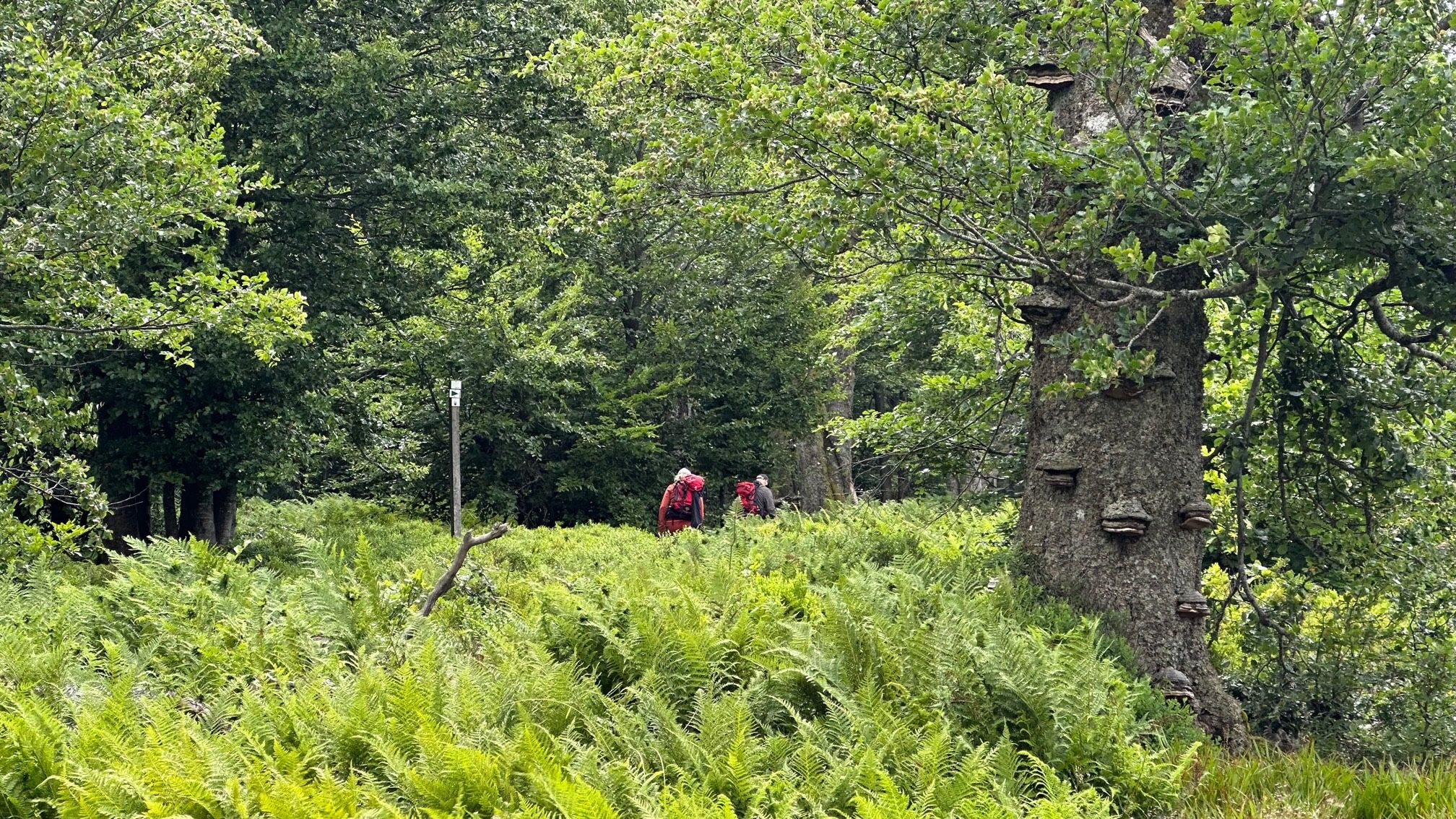 Hochschachten