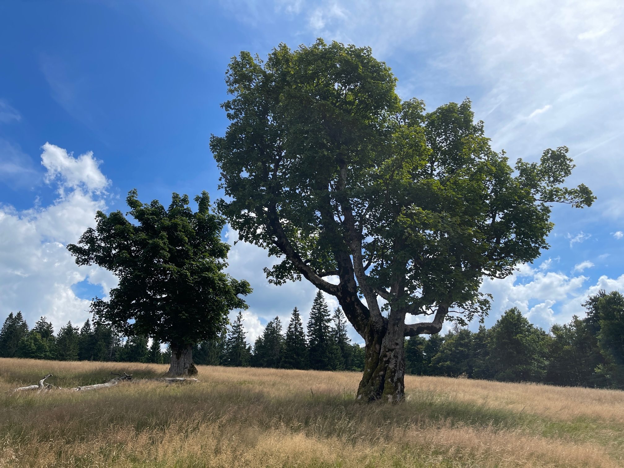 Almschachten