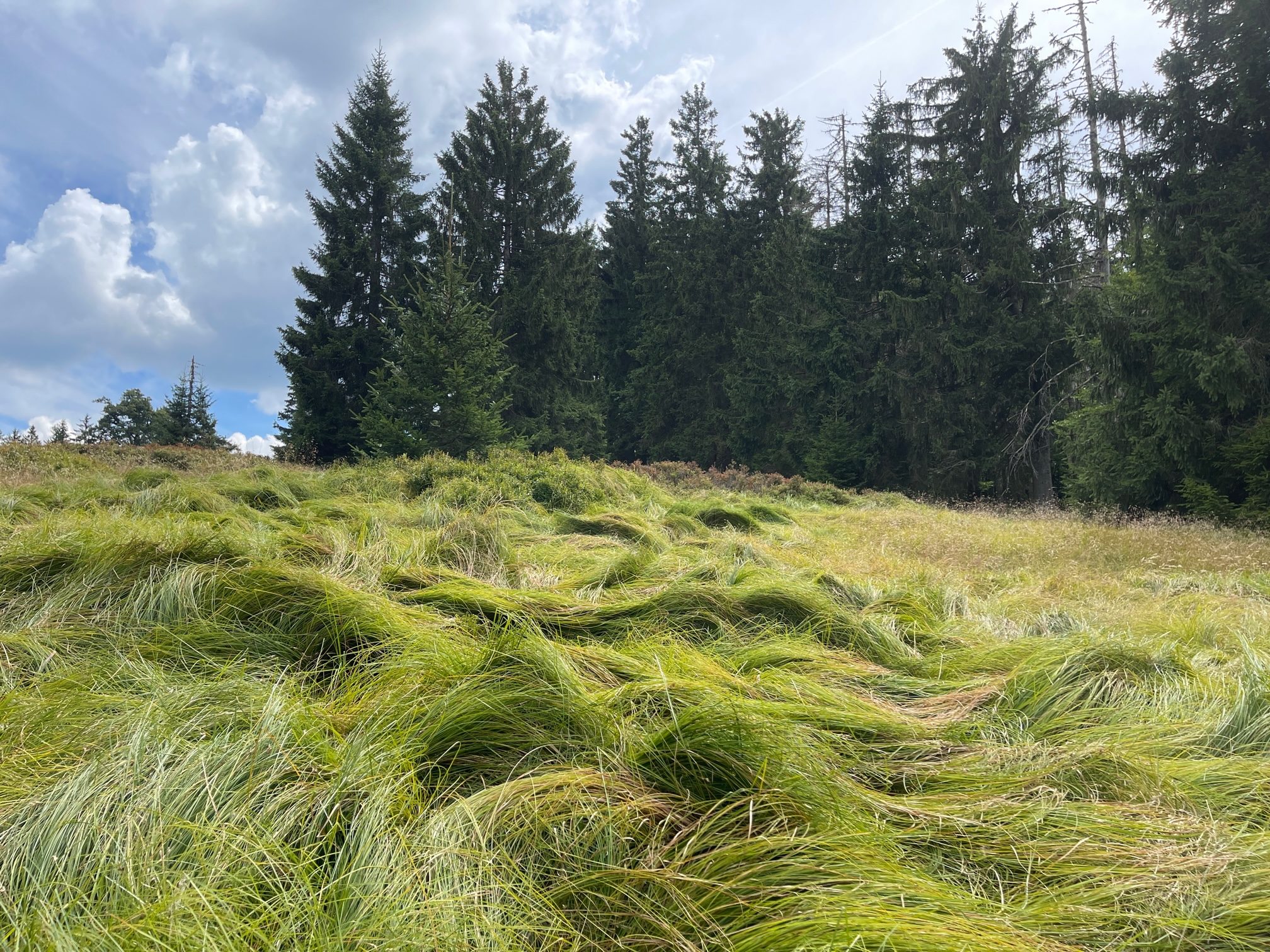 Smilka tuhá na Verlorener Schachten
