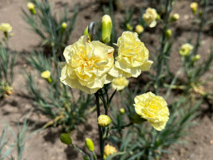 FOTOGALERIE: Výstava klatovských karafiátů